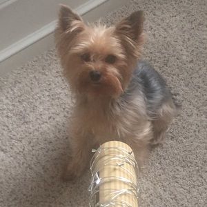 Meet your Posher, Frankie